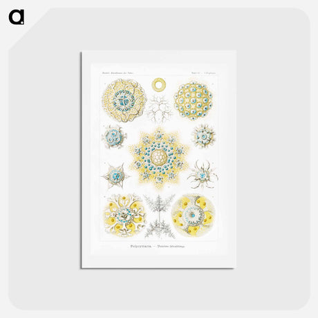 アートポストカード-Polycyttaria–Vereins-Strahlinge from Kunstformen der Natur - エルンスト ヘッケル Postcard.