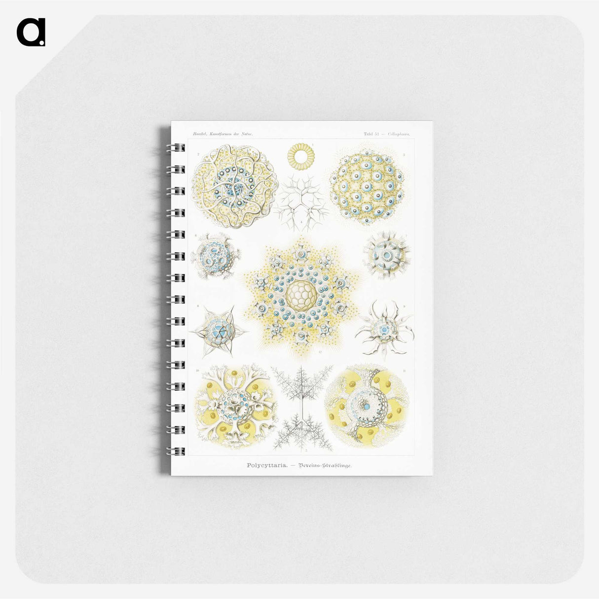 1-95_Ernst-Haeckel_memo