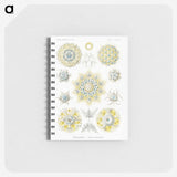 1-95_Ernst-Haeckel_memo