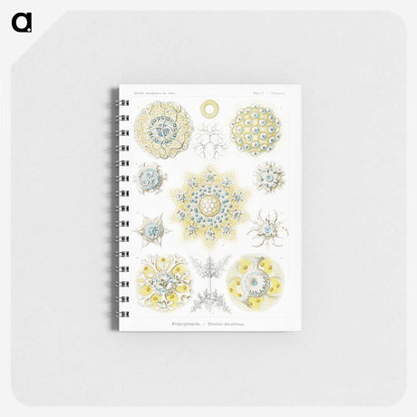 1-95_Ernst-Haeckel_memo