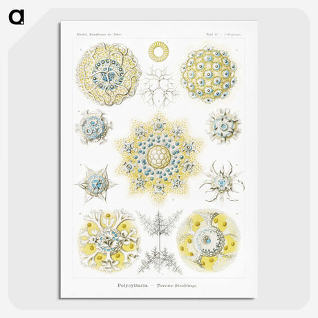 1-95_Ernst-Haeckel_picture-crop