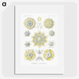 1-95_Ernst-Haeckel_picture