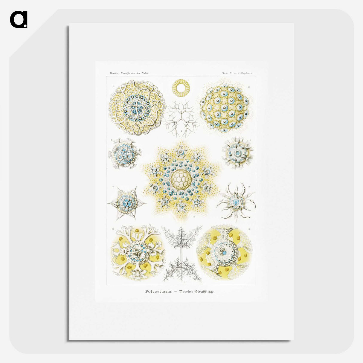 1-95_Ernst-Haeckel_picture