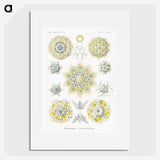 1-95_Ernst-Haeckel_picture