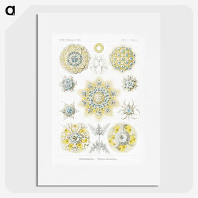 1-95_Ernst-Haeckel_picture