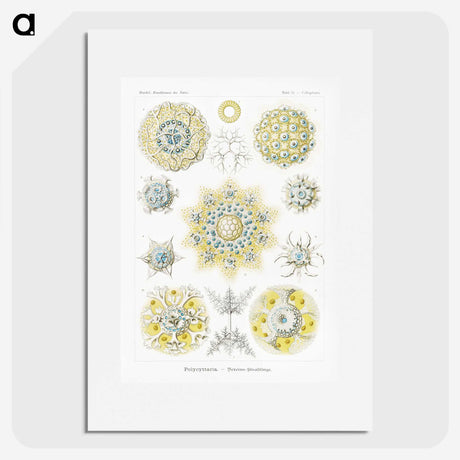 1-95_Ernst-Haeckel_picture