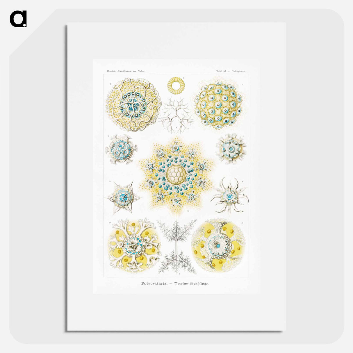 Polycyttaria–Vereins-Strahlinge from Kunstformen der Natur - エルンスト ヘッケル Poster.