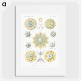 Polycyttaria–Vereins-Strahlinge from Kunstformen der Natur - エルンスト ヘッケル Poster.