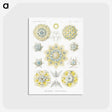 1-95_Ernst-Haeckel_postcard