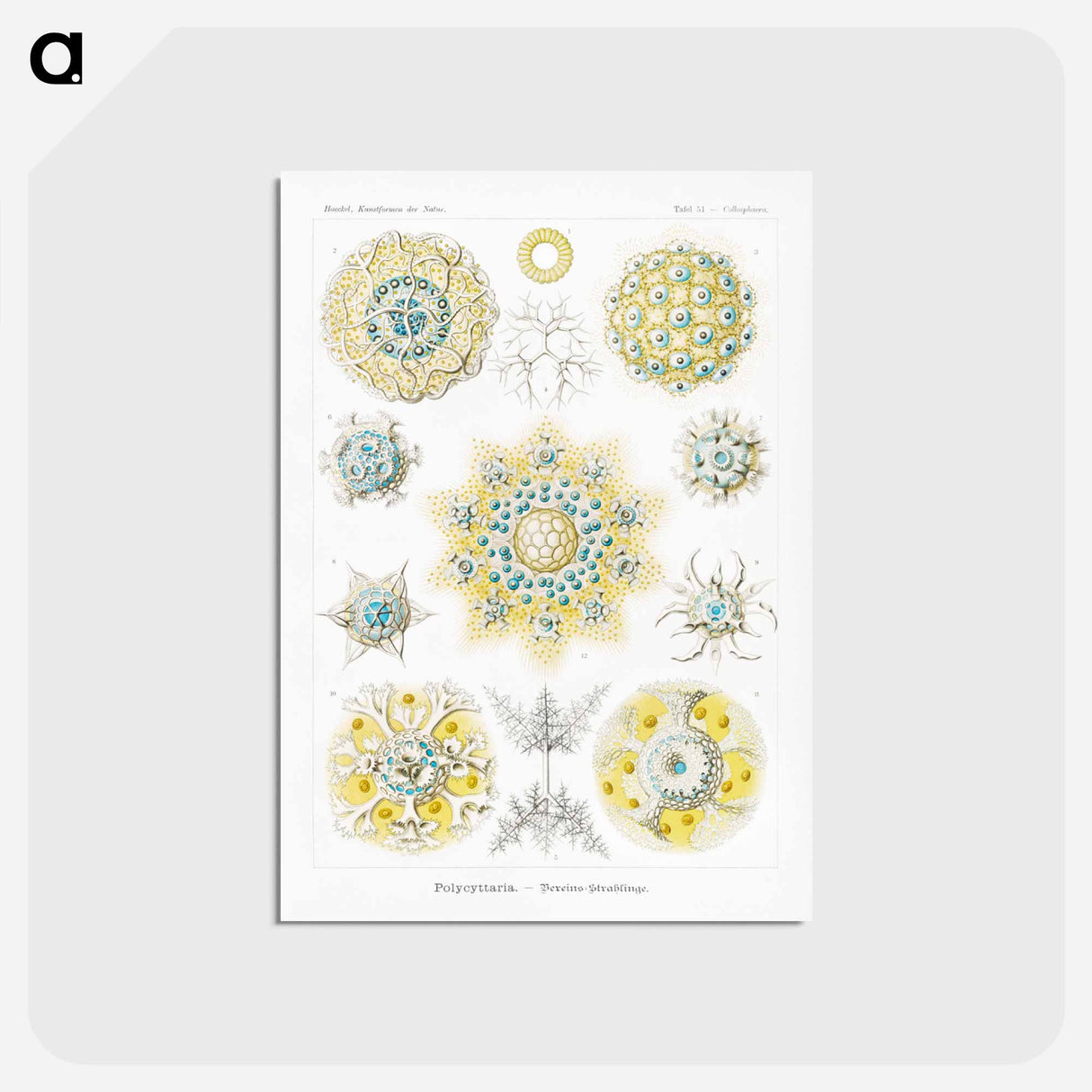 アートポストカード-Polycyttaria–Vereins-Strahlinge from Kunstformen der Natur - エルンスト ヘッケル Postcard.