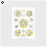 アートポストカード-Polycyttaria–Vereins-Strahlinge from Kunstformen der Natur - エルンスト ヘッケル Postcard.
