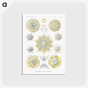 1-95_Ernst-Haeckel_postcard