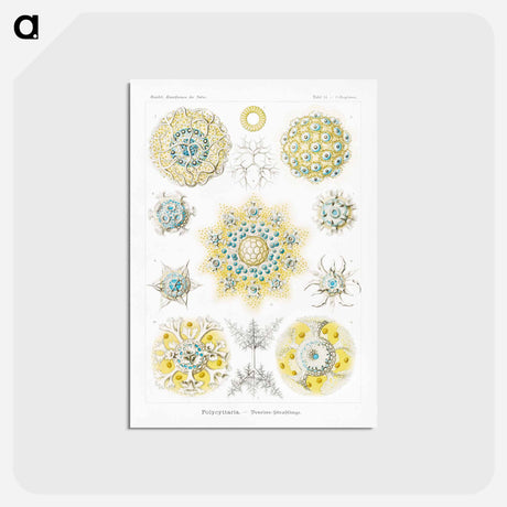 アートポストカード-Polycyttaria–Vereins-Strahlinge from Kunstformen der Natur - エルンスト ヘッケル Postcard.