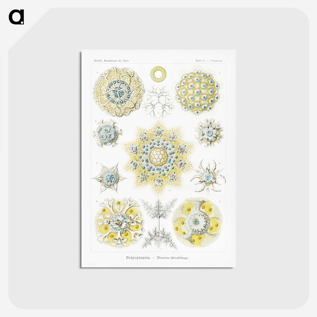 1-95_Ernst-Haeckel_postcard