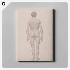 アートパネル-Human Figure, Posterior View
 - ジョージ スタッブス Canvas.
