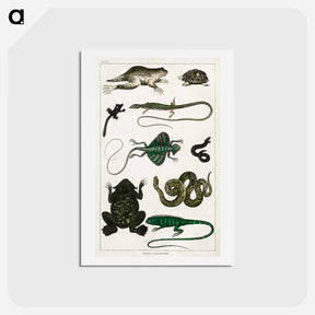 アートポストカード-Reptiles from Animated Nature
 - ゴールドスミスの生き生きとした自然 Postcard.