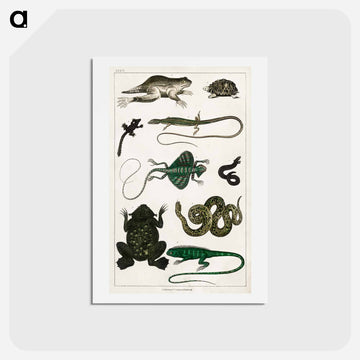 Reptiles from Animated Nature
 - ゴールドスミスの生き生きとした自然 Postcard.