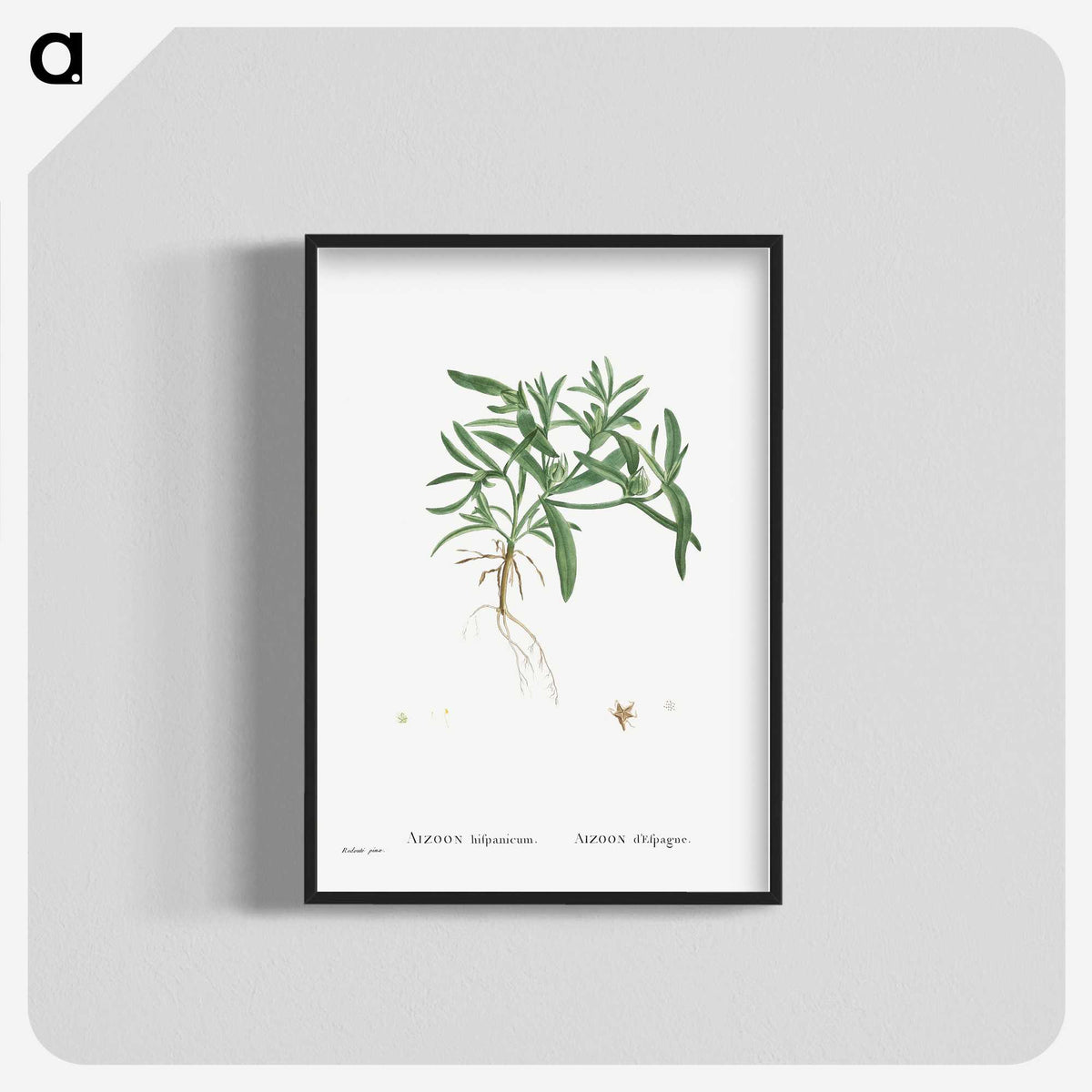 1-95_Histoire-des-Plantes-Grasses_blk-crop