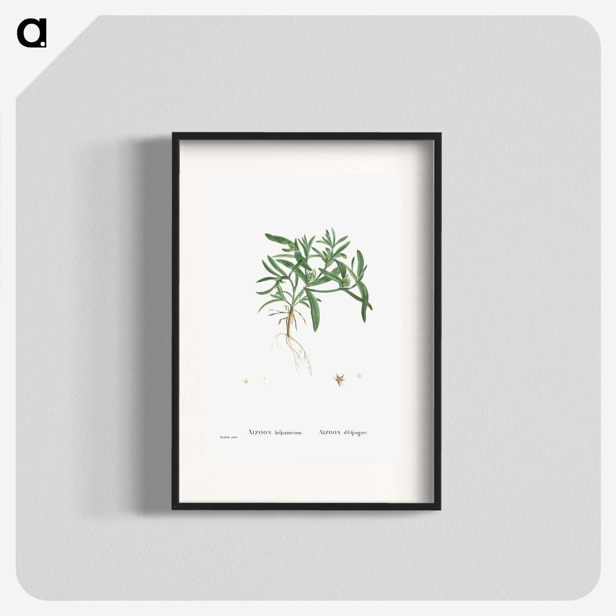 1-95_Histoire-des-Plantes-Grasses_blk