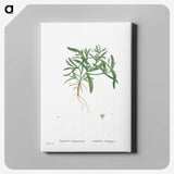 1-95_Histoire-des-Plantes-Grasses_canvas