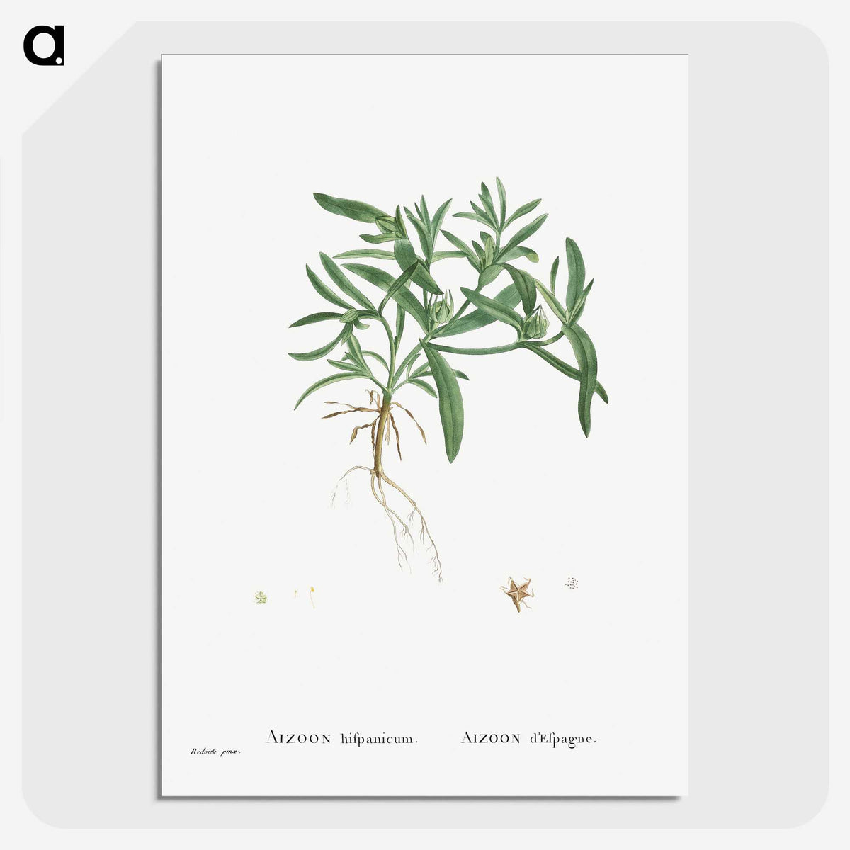 1-95_Histoire-des-Plantes-Grasses_picture-crop