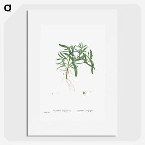 1-95_Histoire-des-Plantes-Grasses_picture