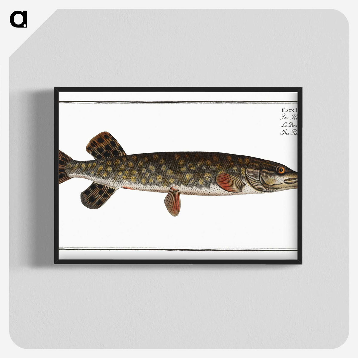 1-95_Ichtyologie-ou-Histoire-naturelle_blk-crop