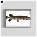 1-95_Ichtyologie-ou-Histoire-naturelle_blk-crop