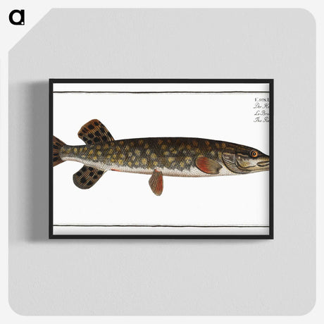 1-95_Ichtyologie-ou-Histoire-naturelle_blk-crop