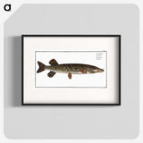 1-95_Ichtyologie-ou-Histoire-naturelle_blk