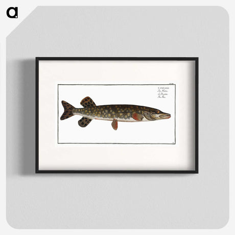 1-95_Ichtyologie-ou-Histoire-naturelle_blk