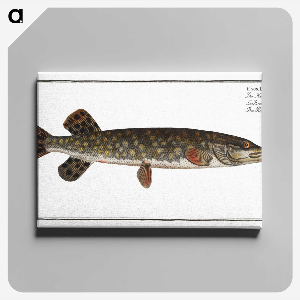 1-95_Ichtyologie-ou-Histoire-naturelle_canvas