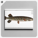 1-95_Ichtyologie-ou-Histoire-naturelle_canvas