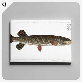 1-95_Ichtyologie-ou-Histoire-naturelle_canvas