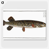1-95_Ichtyologie-ou-Histoire-naturelle_picture-crop