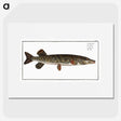 1-95_Ichtyologie-ou-Histoire-naturelle_picture