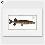 1-95_Ichtyologie-ou-Histoire-naturelle_picture