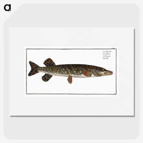 1-95_Ichtyologie-ou-Histoire-naturelle_picture