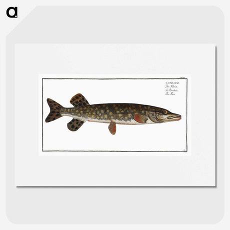 1-95_Ichtyologie-ou-Histoire-naturelle_picture