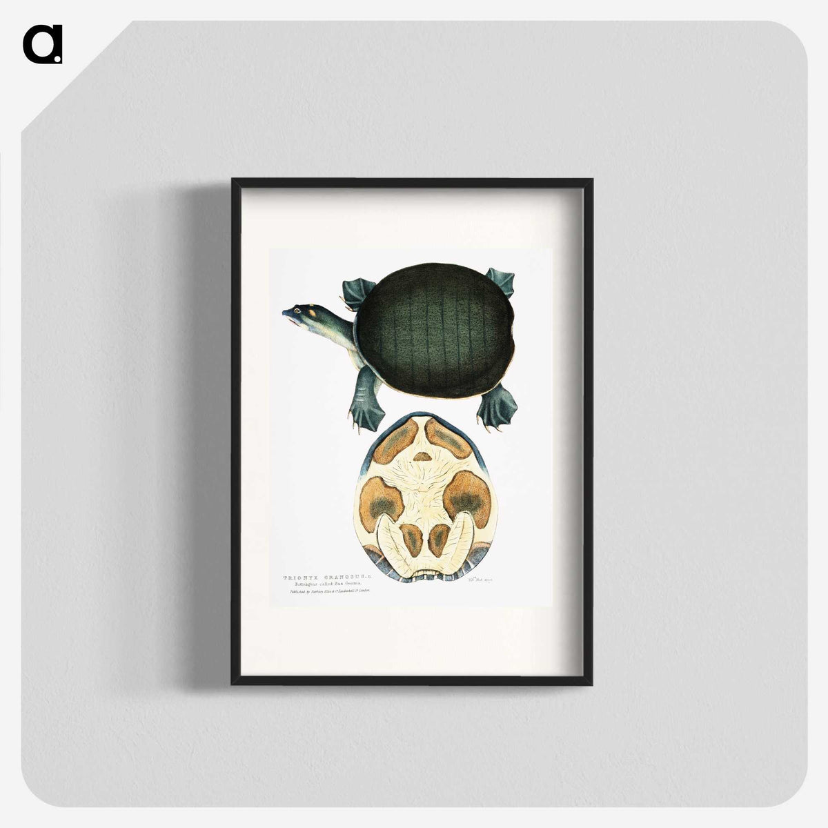 1-95_Indian-Zoology_blk