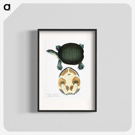 1-95_Indian-Zoology_blk