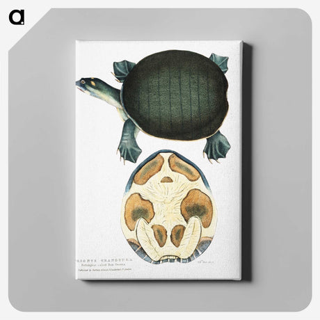 1-95_Indian-Zoology_canvas