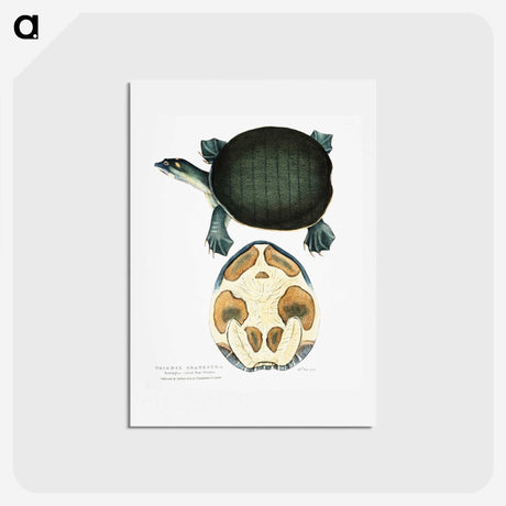 1-95_Indian-Zoology_hagaki
