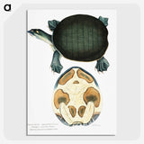 1-95_Indian-Zoology_picture-crop