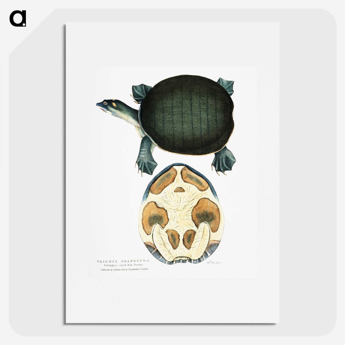 1-95_Indian-Zoology_picture