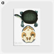 1-95_Indian-Zoology_postcard