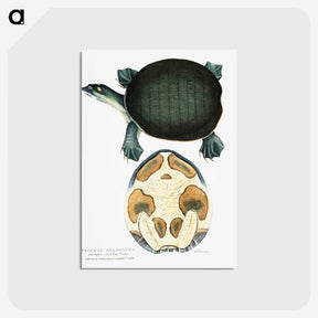 1-95_Indian-Zoology_postcard