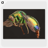 1-95_Insects-Unlocked-Project_picture-crop