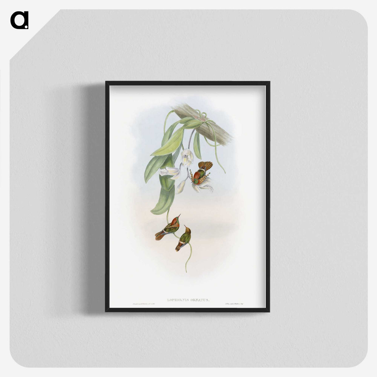 1-95_John-Gould_blk-crop