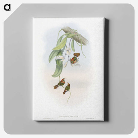 1-95_John-Gould_canvas